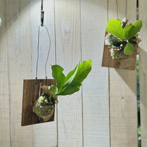 ϗtA@rJNV_(P.rtJc) ^Nt t(̂܂1)@CeAO[ |   킢