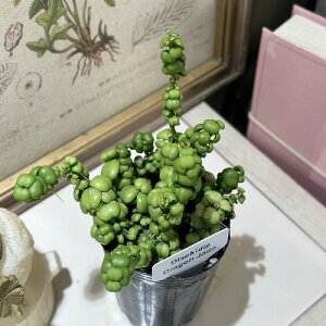 ϗtA@fBXLfBA hSWFCh 2.5O|bg(̂܂1)@CeAO[ |   킢