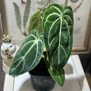 ϗtA@AXE K _[NtH[ 3.5|bg(̂܂1)@CeAO[ |   킢