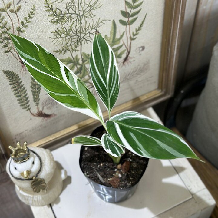楽天市場】観葉植物 斑入りバナナ(ムサ フロリダ バリエガータ)※葉傷み 