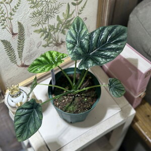 ϗtA@AJVA VkA[^ 4Xbg(i)@CeAO[ |   킢