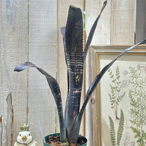 ^NuA@rxMA _[XxC_[ 4Xbg A(i)@CeAO[ |   킢