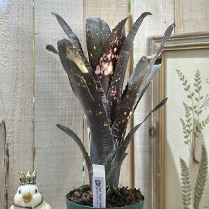 ^NuA@rxMA _[XxC_[ 4Xbg B(i)@CeAO[ |   킢