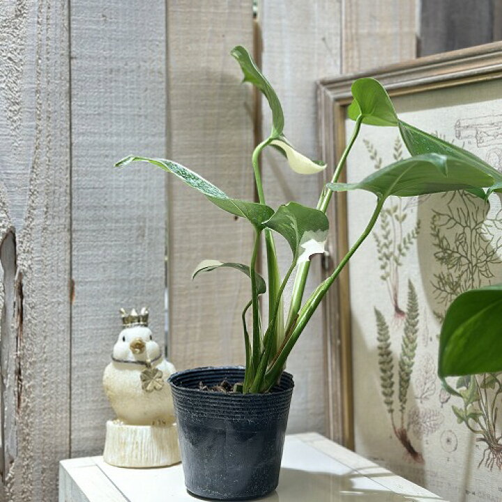楽天市場】観葉植物 斑入りモンステラ ホワイトタイガー(白斑) 3.5号 