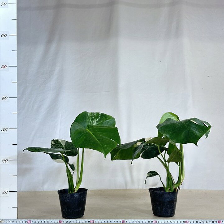 楽天市場】観葉植物 斑入りモンステラ ホワイトタイガー(白斑) 3.5号 
