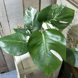 観葉植物　斑入りモンステラ ホワイトタイガー(白斑) 3.5号ポット(個体おまかせ1鉢)　インテリアグリーン 室内園芸 おしゃれ 可愛い かわいい