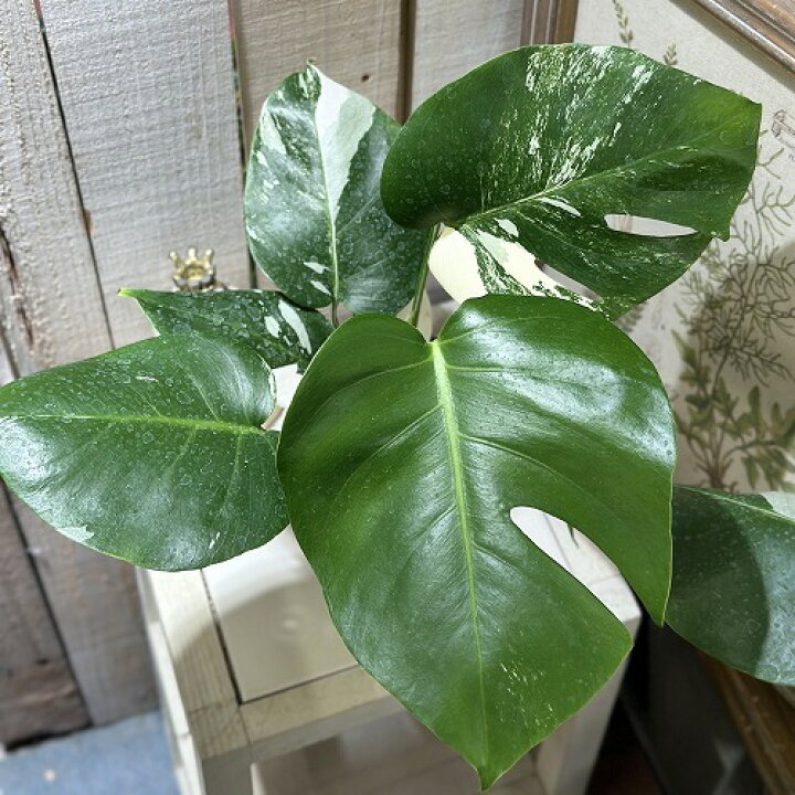 楽天市場】観葉植物 斑入りモンステラ ホワイトタイガー(白斑) 3.5号 