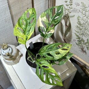 ϗtA@Xe AN~i[^ 4Xbg(i)@CeAO[ |   킢