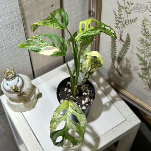 ϗtA@}hJY(A_\j[)  3d|bg A(i)@CeAO[ |   킢