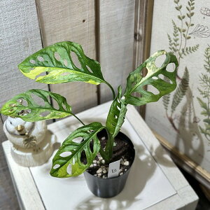 ϗtA@}hJY(A_\j[)  3d|bg B(i)@CeAO[ |   킢