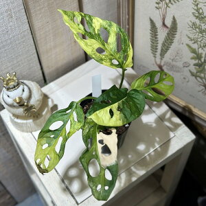 ϗtA@}hJY(A_\j[)  3d|bg C(i)@CeAO[ |   킢