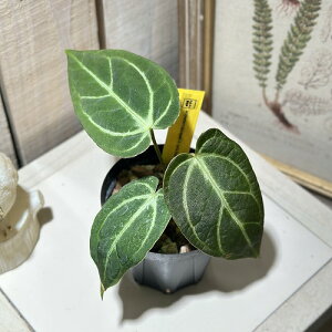 ϗtA@AXE hL×J[ubLAG 3Xbg(̂܂1)@CeAO[ |   킢