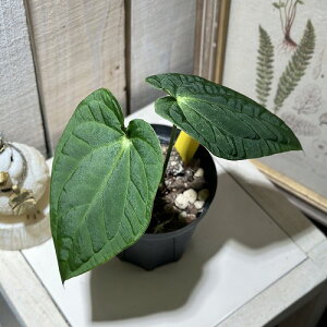 �ϗt�A���@�A���X���E�� �G�[�X�I�u�X�y�[�h �n�C�u���b�h 3.5���X���b�g��(�̂��܂���1��)�@�C���e���A�O���[�� �������| ������� ���� ���킢��