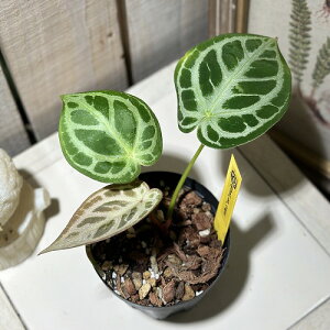 ϗtA@AXE Vo[ubV×bhNX^i 3Xbg(̂܂1)@CeAO[ |   킢