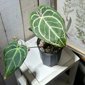 ϗtA@AXE bhNX^i ChlVA 4Xbg(i)@CeAO[ |   킢