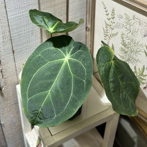 ϗtA@AXE tHQbeB 4Xbg(i)@CeAO[ |   킢