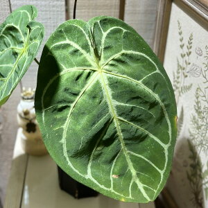 ϗtA@AXE tHQbeB × NX^i 4Xbg(i)@CeAO[ |   킢