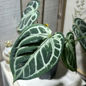 ϗtA@AXE LOIuXy[h × bhNX^i(HU) 4Xbg(i)@CeAO[ |   킢