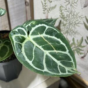 ϗtA@AXE LOIuXy[h × bhNX^i 4Xbg(i)@CeAO[ |   킢