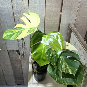 ϗtA@胂Xe {VMAi I[A oGK[^ 3.5|bg(i)@CeAO[ |   킢