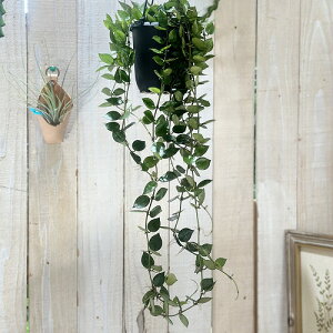 ϗtA@z NjAi 4݂蔫(̂܂1)@CeAO[ |   킢