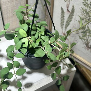 ϗtA@z kICfX 4݂蔫(̂܂1)@CeAO[ |   킢