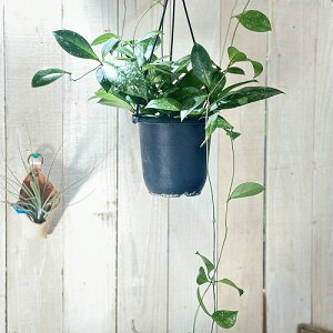 ϗtA@z NVbNyeBI[^ XvbV 4݂蔫(̂܂1)@CeAO[ |   킢