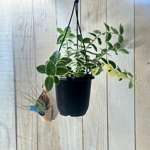 ϗtA@z N~MAi A{ 4݂蔫(̂܂1)@CeAO[ |   킢