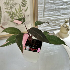 観葉植物　フィロデンドロン ピンクプリンセス 4号白角鉢(個体おまかせ1鉢)　インテリアグリーン 室内園芸 おしゃれ 可愛い かわいい