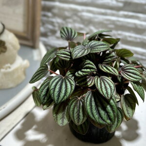 ϗtA@yy~A ybp[~(PVP) 3|bg(̂܂1)@CeAO[ |   킢