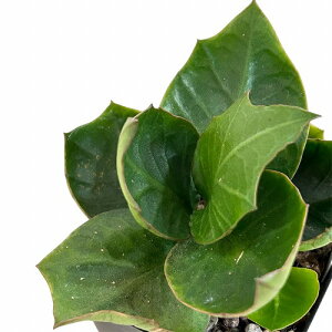 �򍪐A���@���[�t�H���r�A �t�����R�C�V�[ 2.5���p�� ��A(���i)�@�C���e���A�O���[�� �������| ������� ���� ���킢��