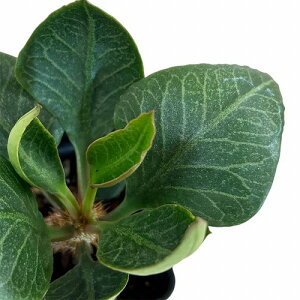 򍪐A@[tHrA tRCV[ 2.5p B(i)@CeAO[ |   킢