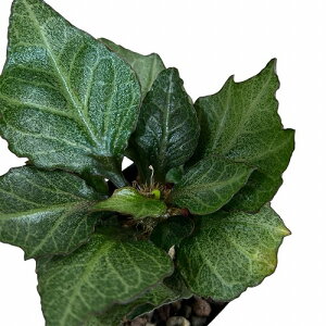 򍪐A@[tHrA tRCV[ 2.5p C(i)@CeAO[ |   킢