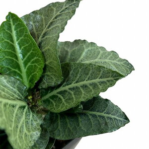 򍪐A@[tHrA tRCV[ 2.5p E(i)@CeAO[ |   킢