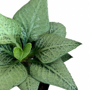 򍪐A@[tHrA tRCV[ 2.5p F(i)@CeAO[ |   킢