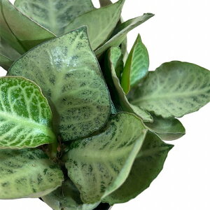 򍪐A@[tHrA tRCV[ 2.5p G(i)@CeAO[ |   킢