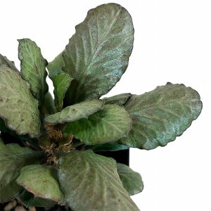 򍪐A@[tHrA tRCV[ 2.5p H(i)@CeAO[ |   킢