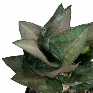 򍪐A@[tHrA tRCV[ 2.5p I(i)@CeAO[ |   킢