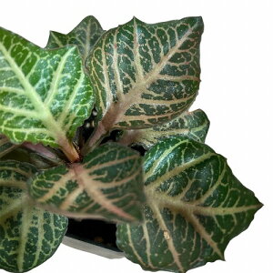 򍪐A@[tHrA tRCV[ 2.5p J(i)@CeAO[ |   킢