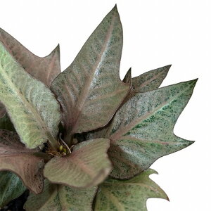 򍪐A@[tHrA tRCV[ 2.5p K(i)@CeAO[ |   킢