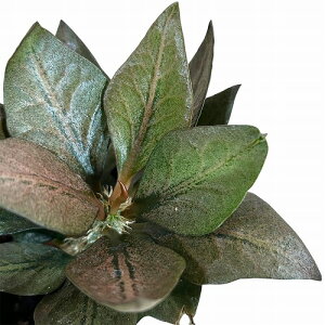 򍪐A@[tHrA tRCV[ 2.5p L(i)@CeAO[ |   킢