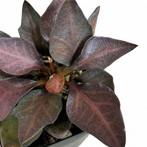 򍪐A@[tHrA tRCV[ 2.5p M(i)@CeAO[ |   킢