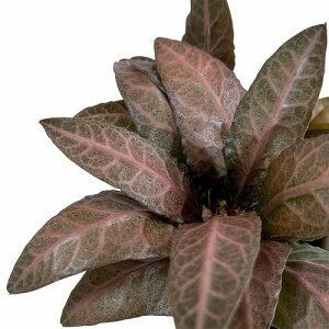 򍪐A@[tHrA tRCV[ 2.5p N(i)@CeAO[ |   킢