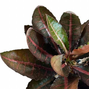 򍪐A@[tHrA tRCV[ 2.5p O(i)@CeAO[ |   킢