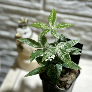 ϗtA@pL 2.5OXbg(̂܂1)@CeAO[ |   킢