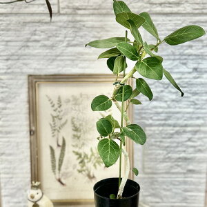 ϗtA@tBJX xKVX Ȃ^Cv 4(d|bg)(̂܂1)@CeAO[ |   킢