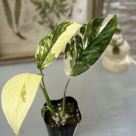 [お買い得]　モンステラ レクレリアナ バリエガータ(斑入り) 3号ロングポット(個体おまかせ1鉢)　観葉植物 インテリアグリーン 室内園芸 おしゃれ 可愛い かわいい