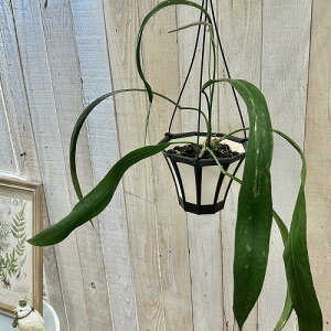 �ϗt�A���@�A���X���E�� �r�b�^���t�H���E�� 5���݂蔫(�̂��܂���1��)�@�C���e���A�O���[�� �������| ������� ���� ���킢��