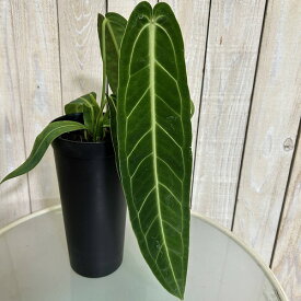 【葉傷みあり】アンスリウム ワロクアナム(ワロックエアヌム) 4号硬質超ロング(個体おまかせ1鉢)　観葉植物 インテリアグリーン 室内園芸 おしゃれ 可愛い かわいい