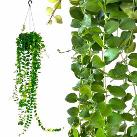 【訳あり】【ロングタイプ】エスキナンサス タイピンク 5号吊り鉢(個体おまかせ1鉢)　観葉植物 インテリアグリーン 室内園芸 おしゃれ 可愛い かわいい